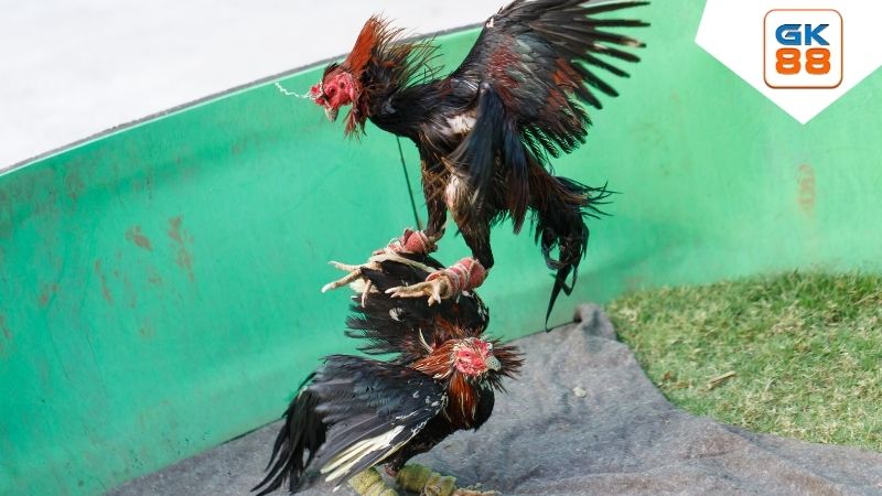 Đá Gà GK88 - Thế Giới Giải Trí Đẳng Cấp, Hấp Dẫn & Uy Tín 3 Hướng Dẫn Tham Gia Đá Gà Tại Sảnh AOG