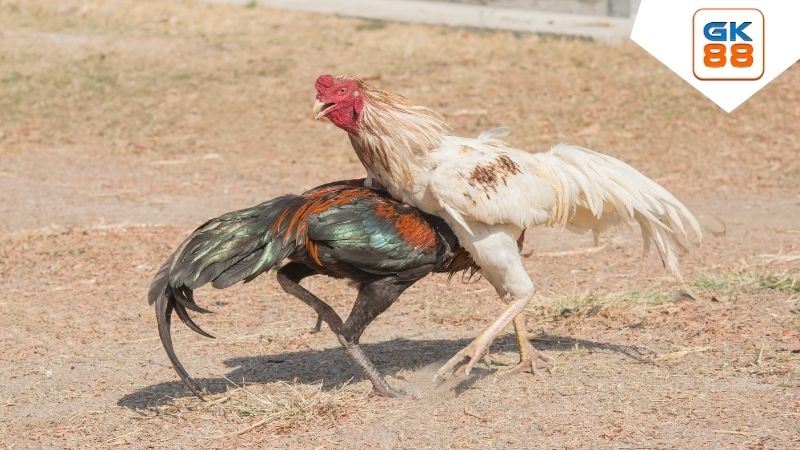 Đá Gà GK88 - Thế Giới Giải Trí Đẳng Cấp, Hấp Dẫn & Uy Tín 2 Sảnh AOG Đá Gà