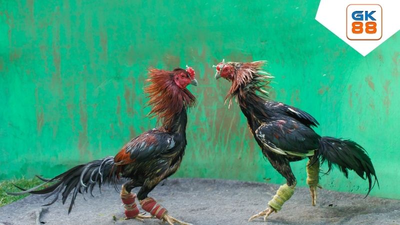 Đá Gà GK88 - Thế Giới Giải Trí Đẳng Cấp, Hấp Dẫn & Uy Tín 1 Sảnh Ws168 Đá Gà Tại Đá Gà GK88